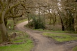 A winding path leading through wild woods towards open plots ready for development.