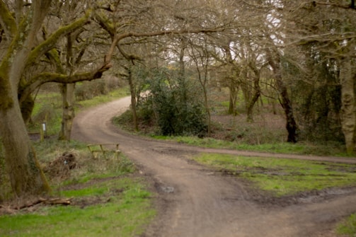 A winding path leading through wild woods towards open plots ready for development.