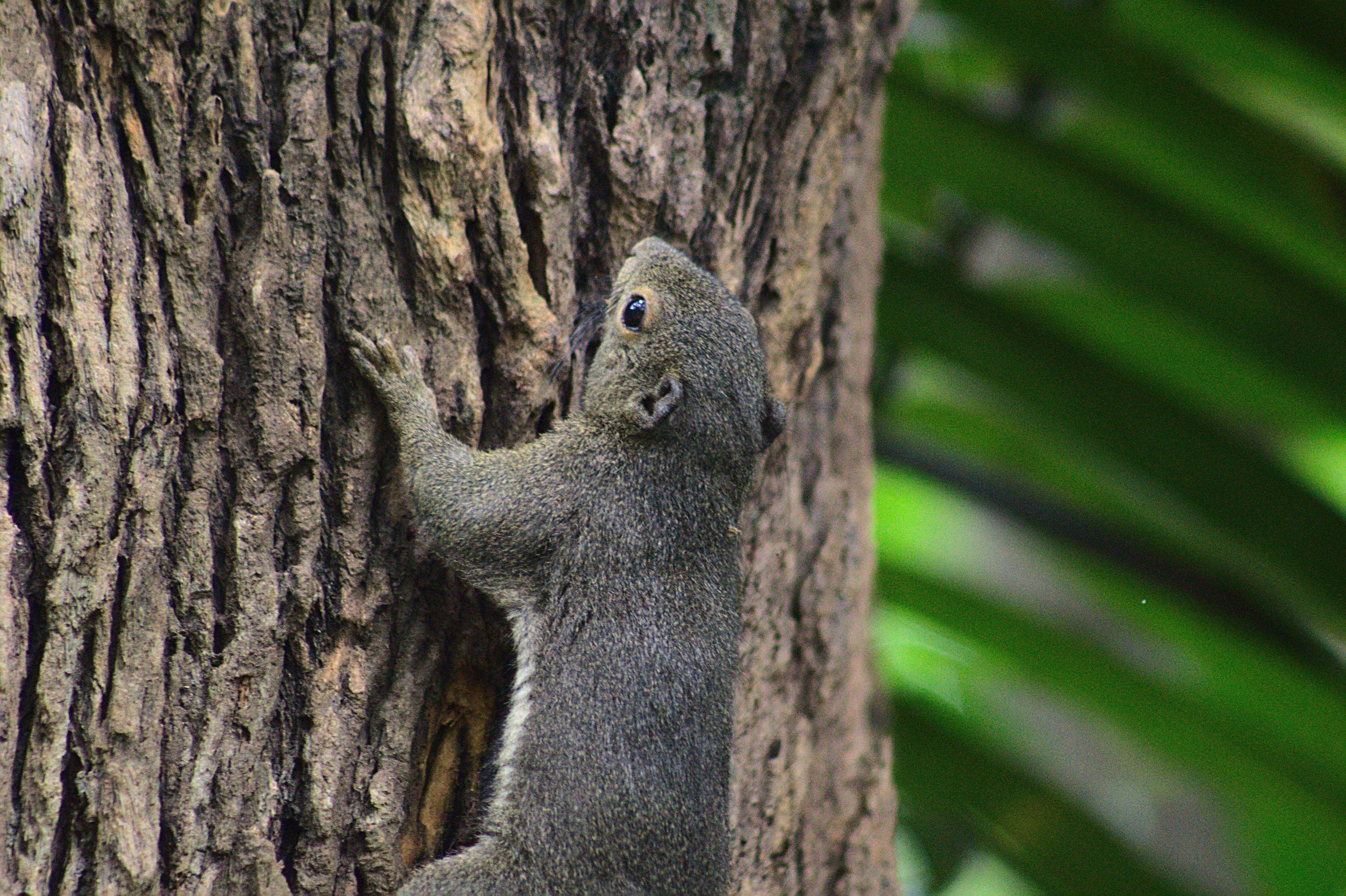 Photo by giuliogabrieli