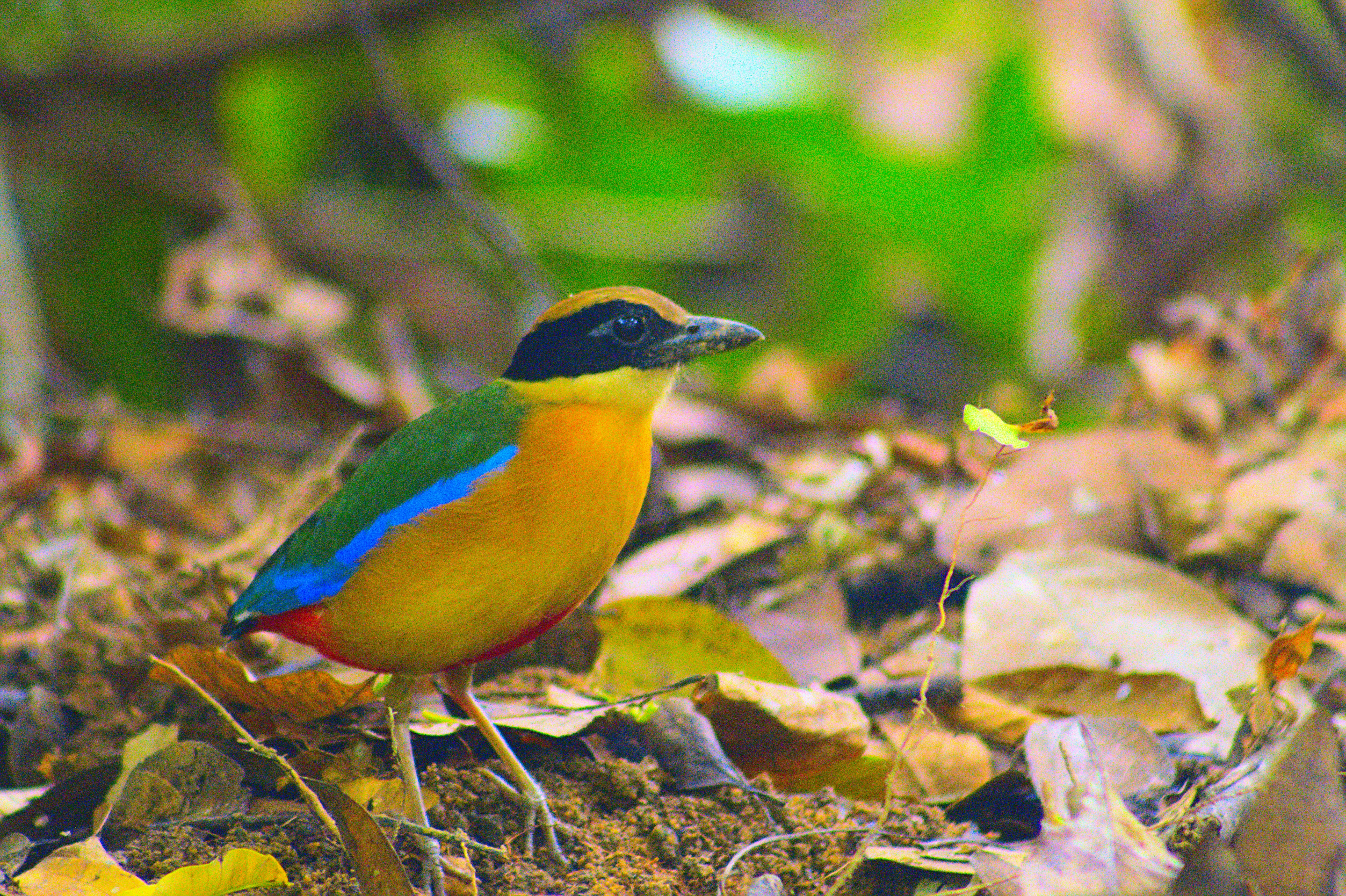 Photo by giuliogabrieli