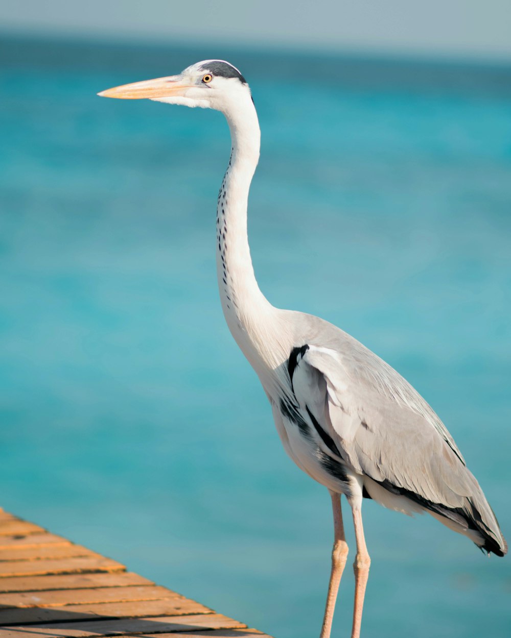 white bird on brown wooden dock during daytime