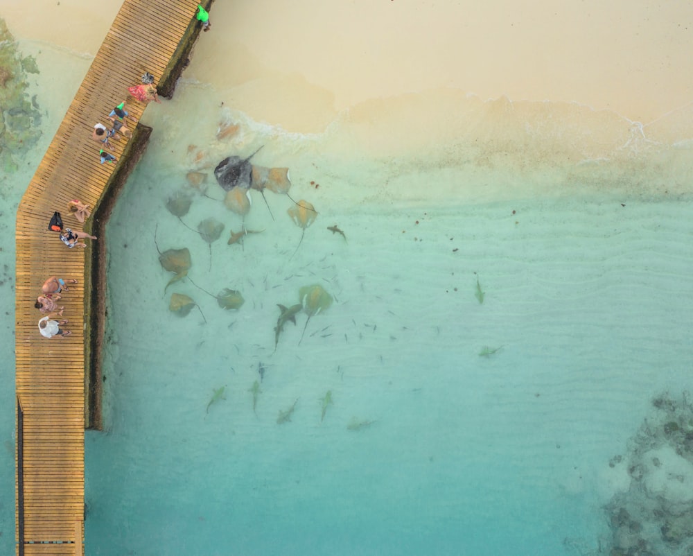 aerial view of beach during daytime