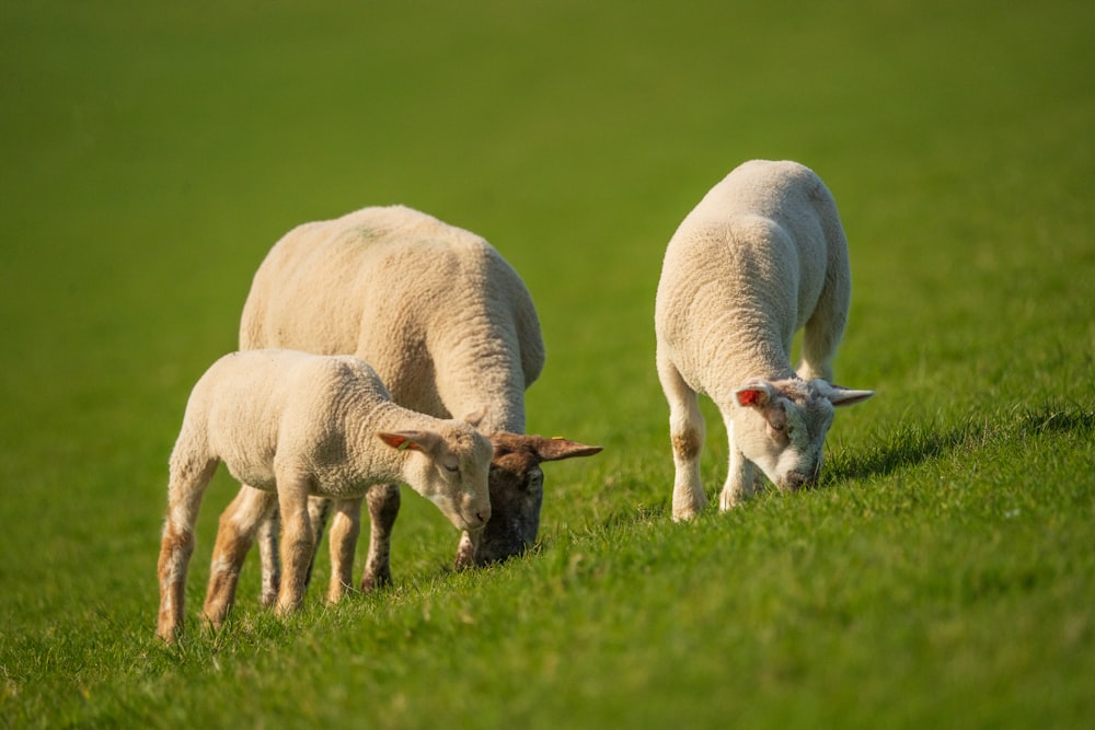 white sheep on green grass field during daytime