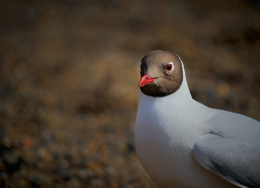 white and gray bird on brown ground