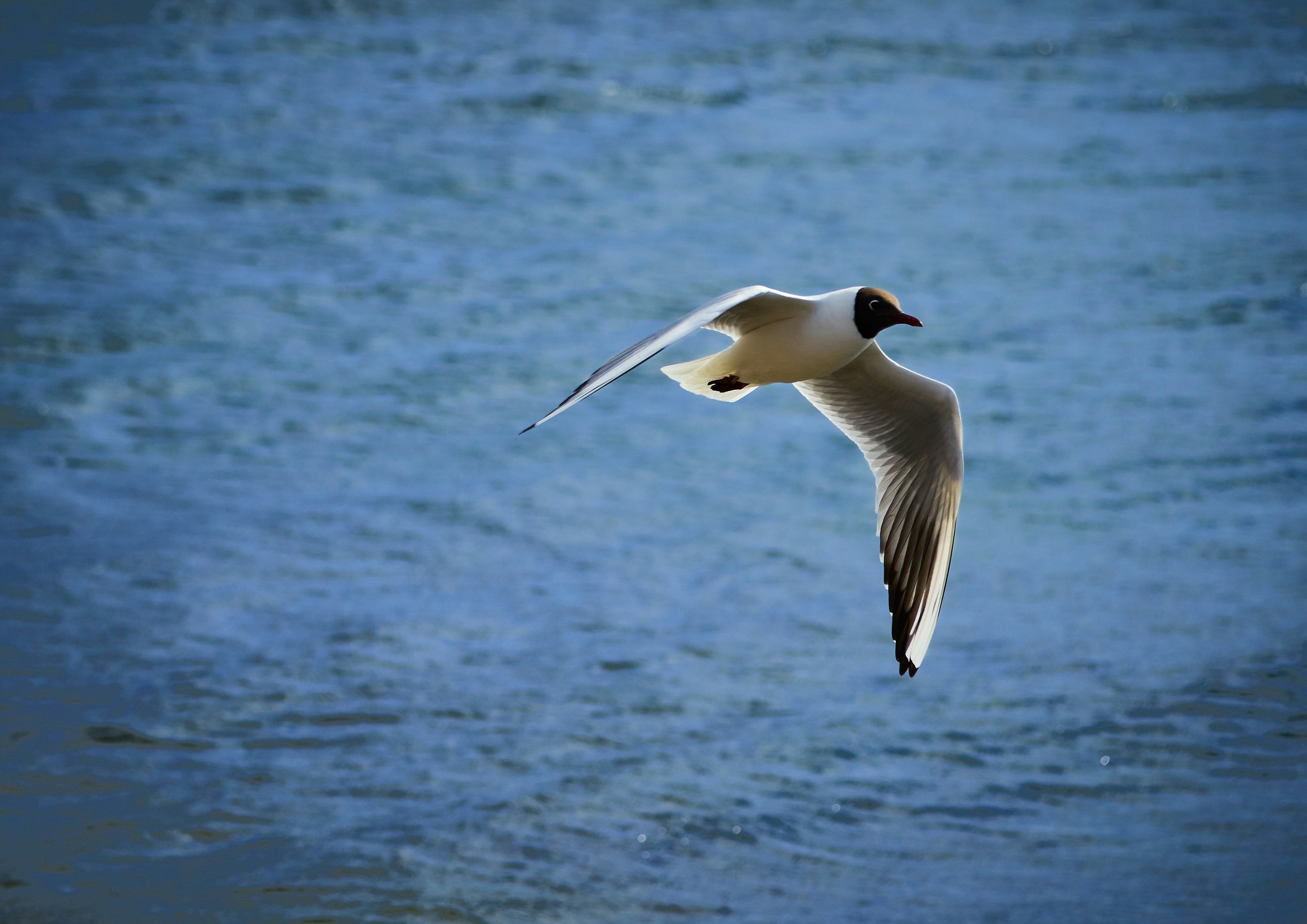 white and black bird flying over the sea during daytime