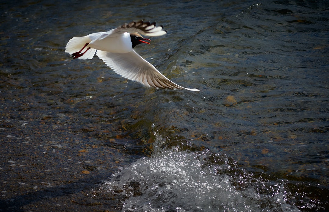 white bird flying over the water during daytime