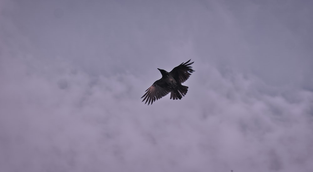 black bird flying under white clouds during daytime