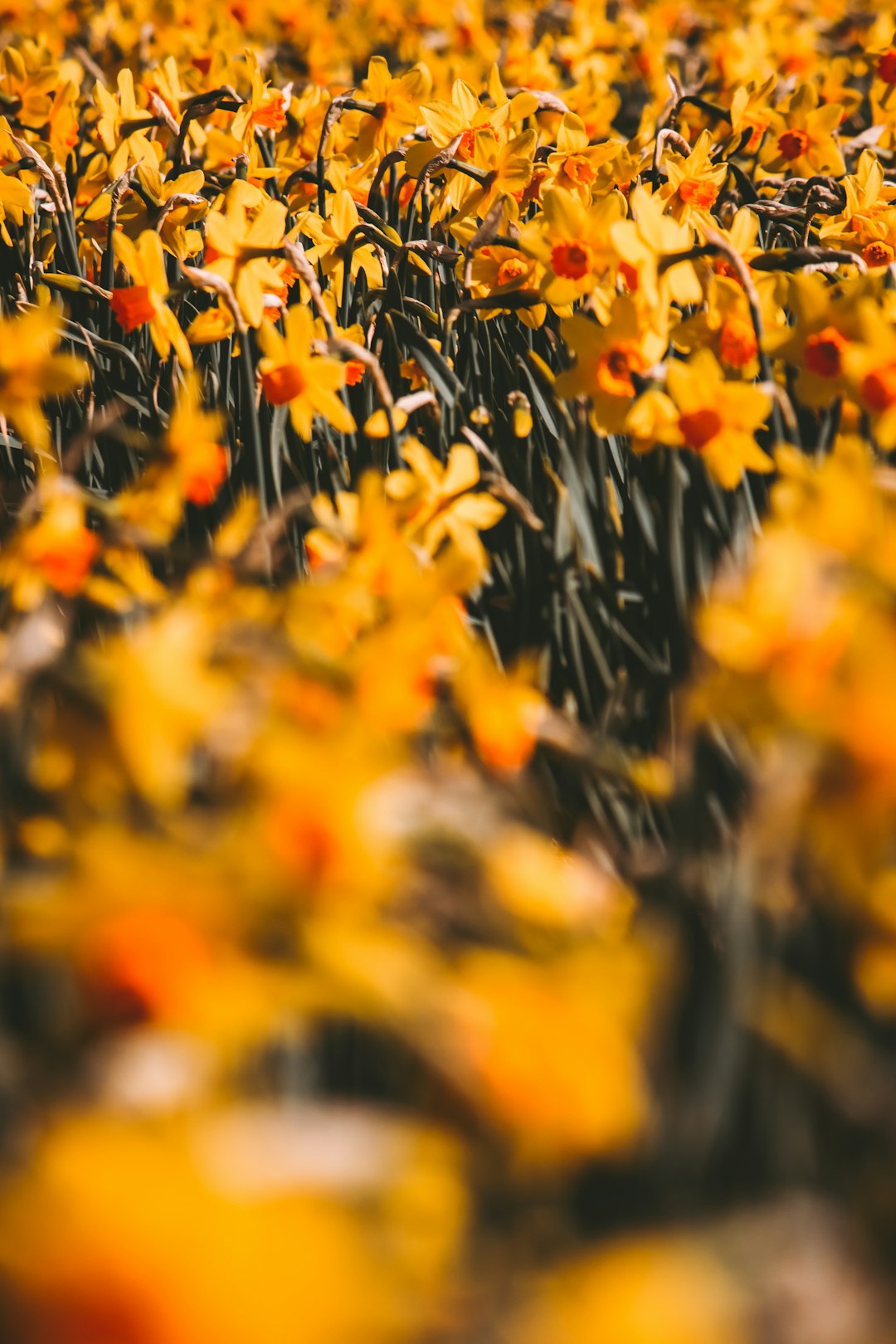 yellow and black flowers in tilt shift lens