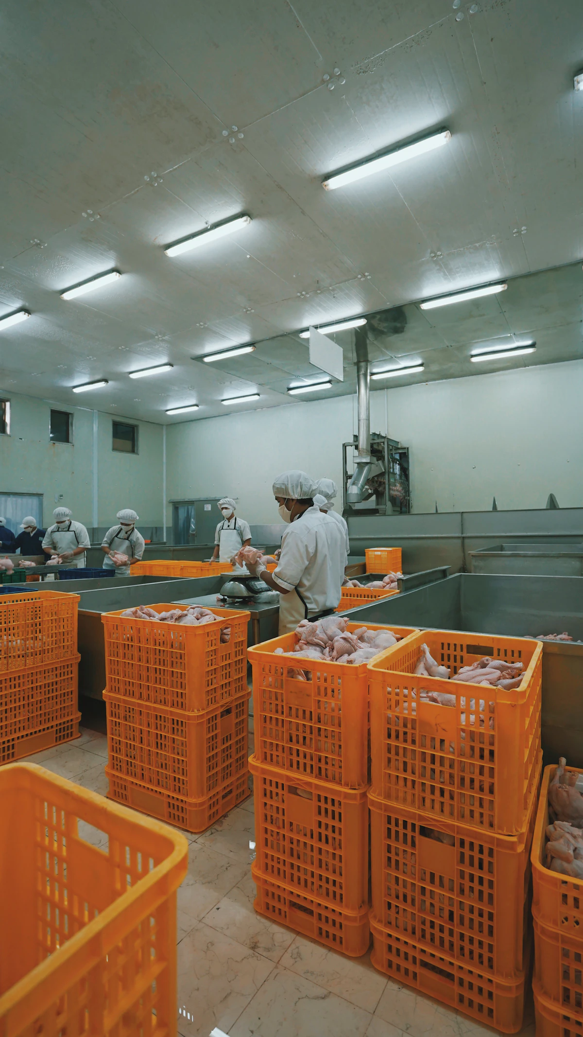 Food Processing & Packaging