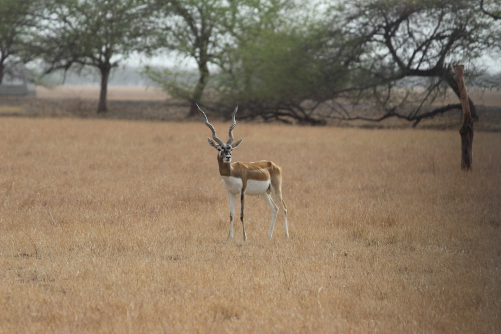 brown deer on brown grass field during daytime