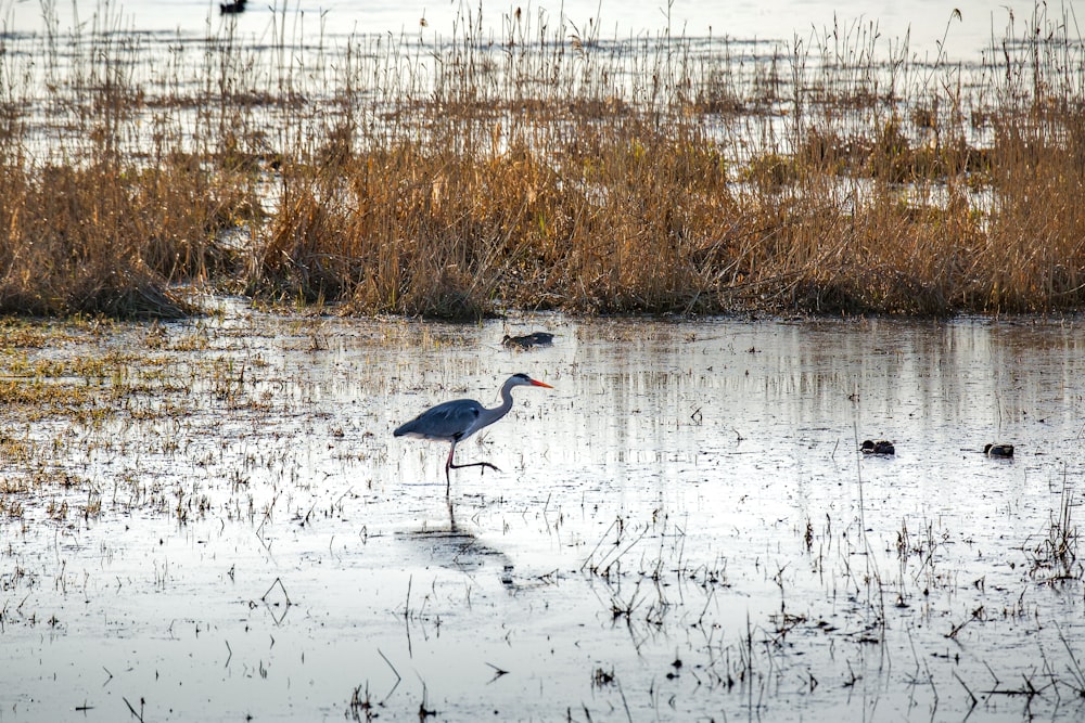 a bird is standing in the shallow water