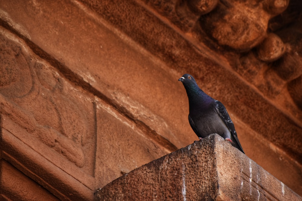 black pigeon on brown concrete wall