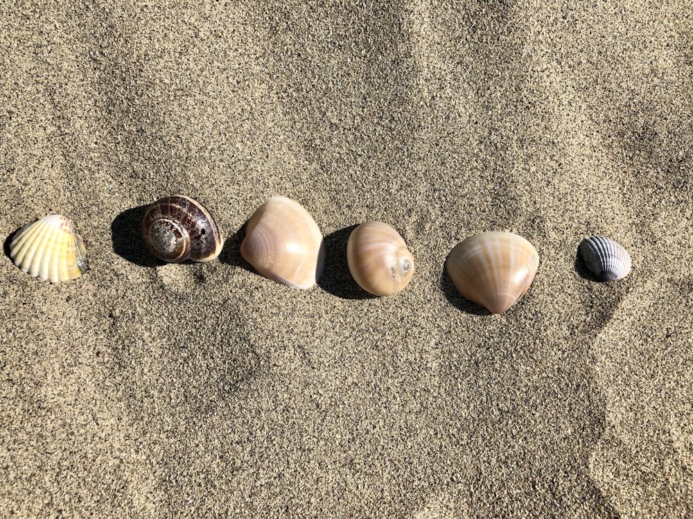 茶色の砂浜に茶色と白の貝殻