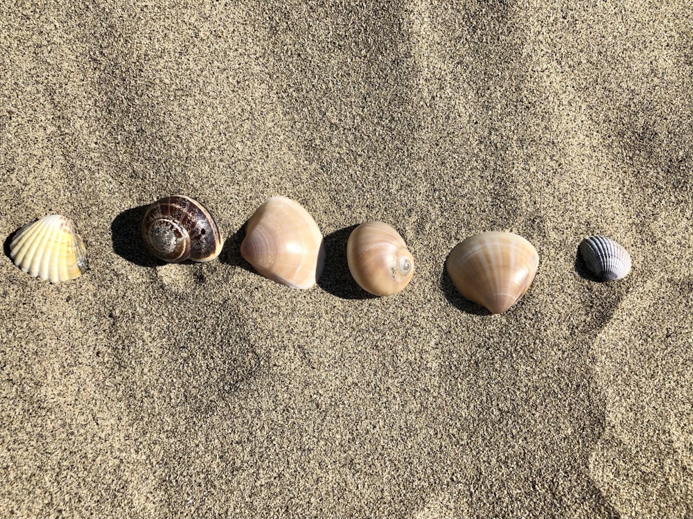 brown and white seashells on brown sand
