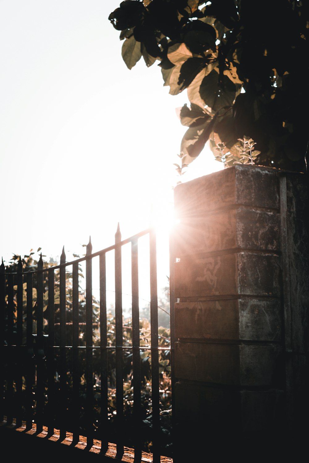 black metal gate near green plant