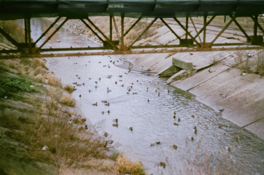 Grüne Metallbrücke über den Fluss