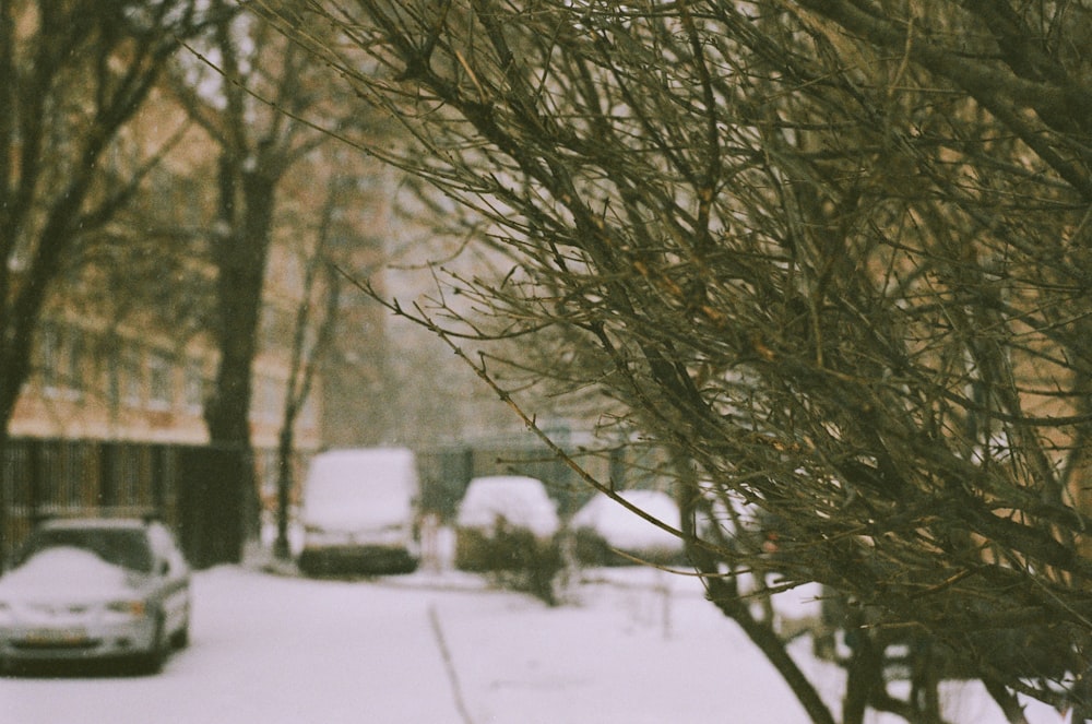 brown tree on snow covered ground during daytime