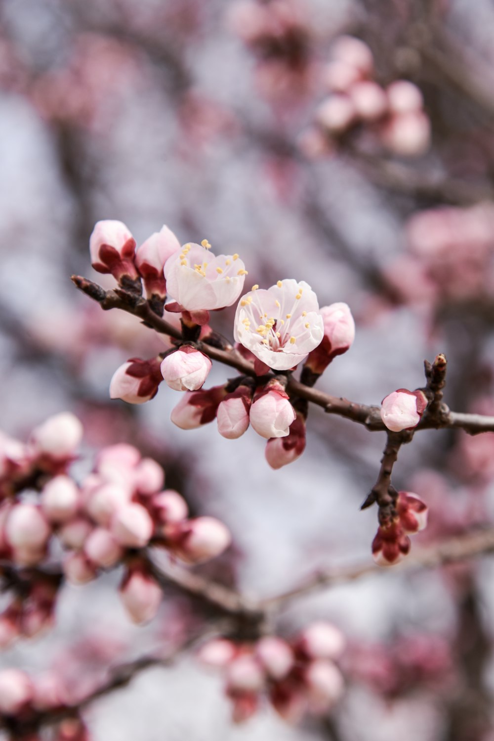 pink and white flower in tilt shift lens