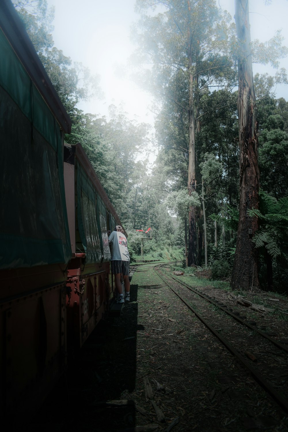 red train in the middle of the forest