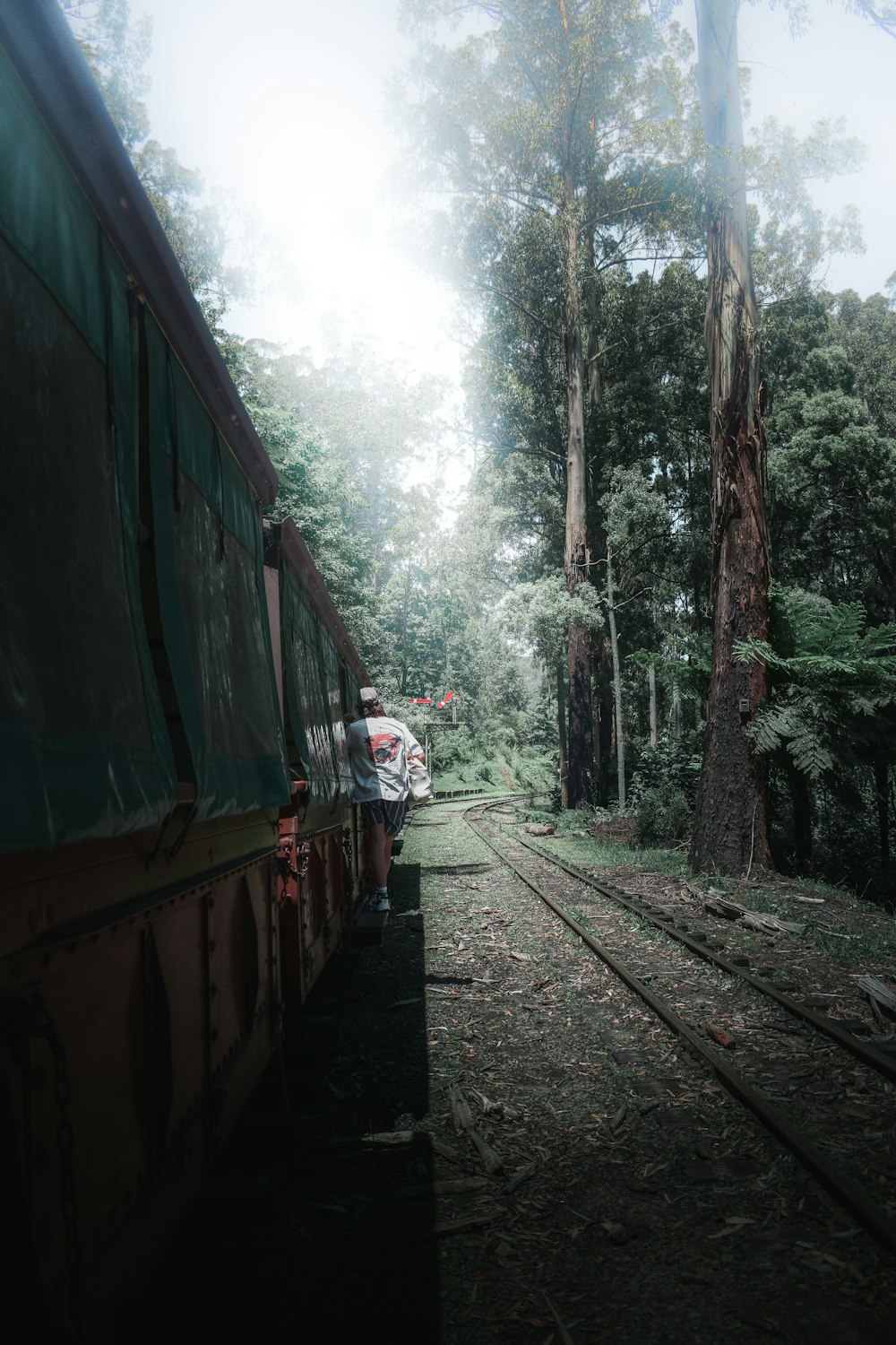 train in the middle of the forest