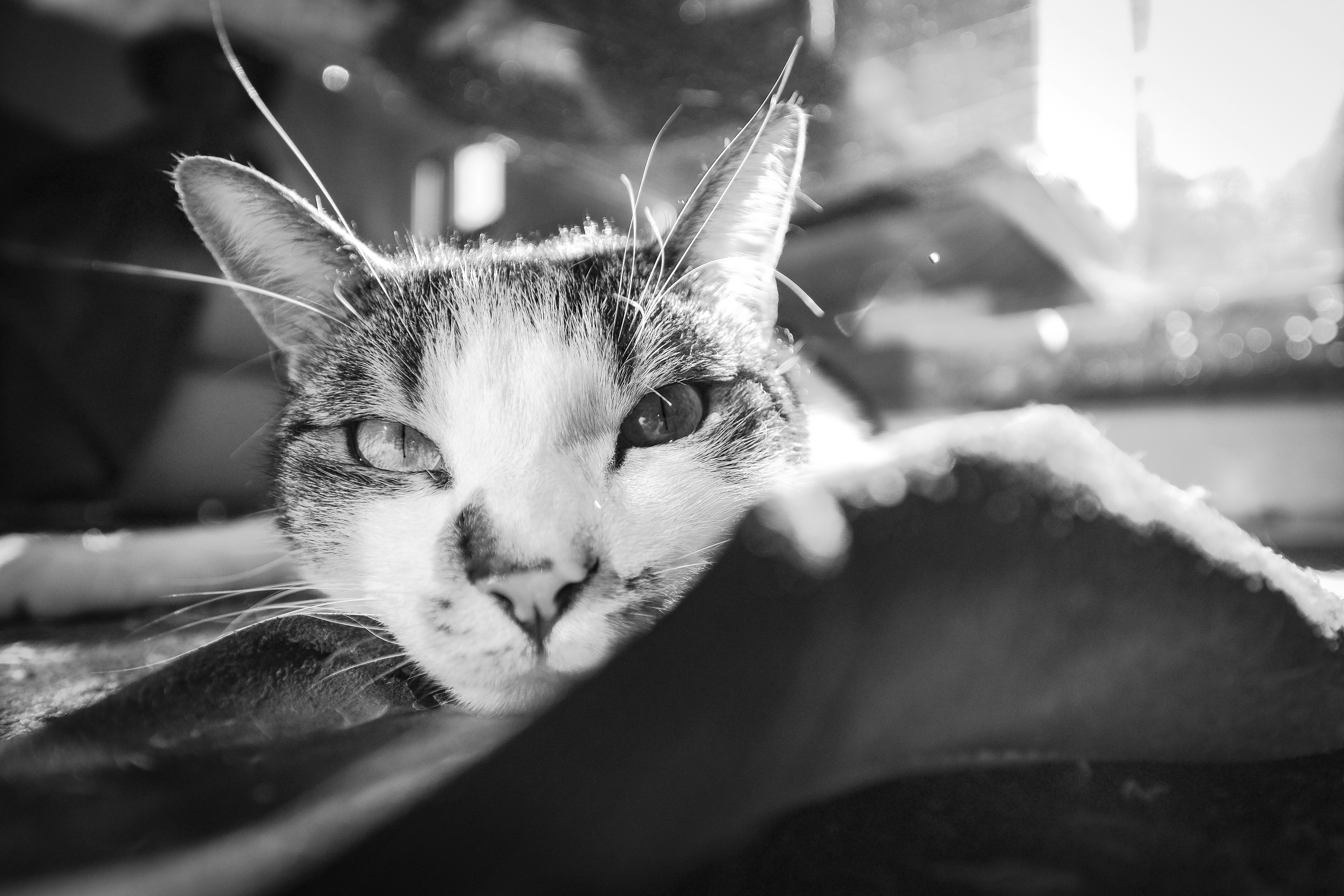 Photo by francesco_ungaro