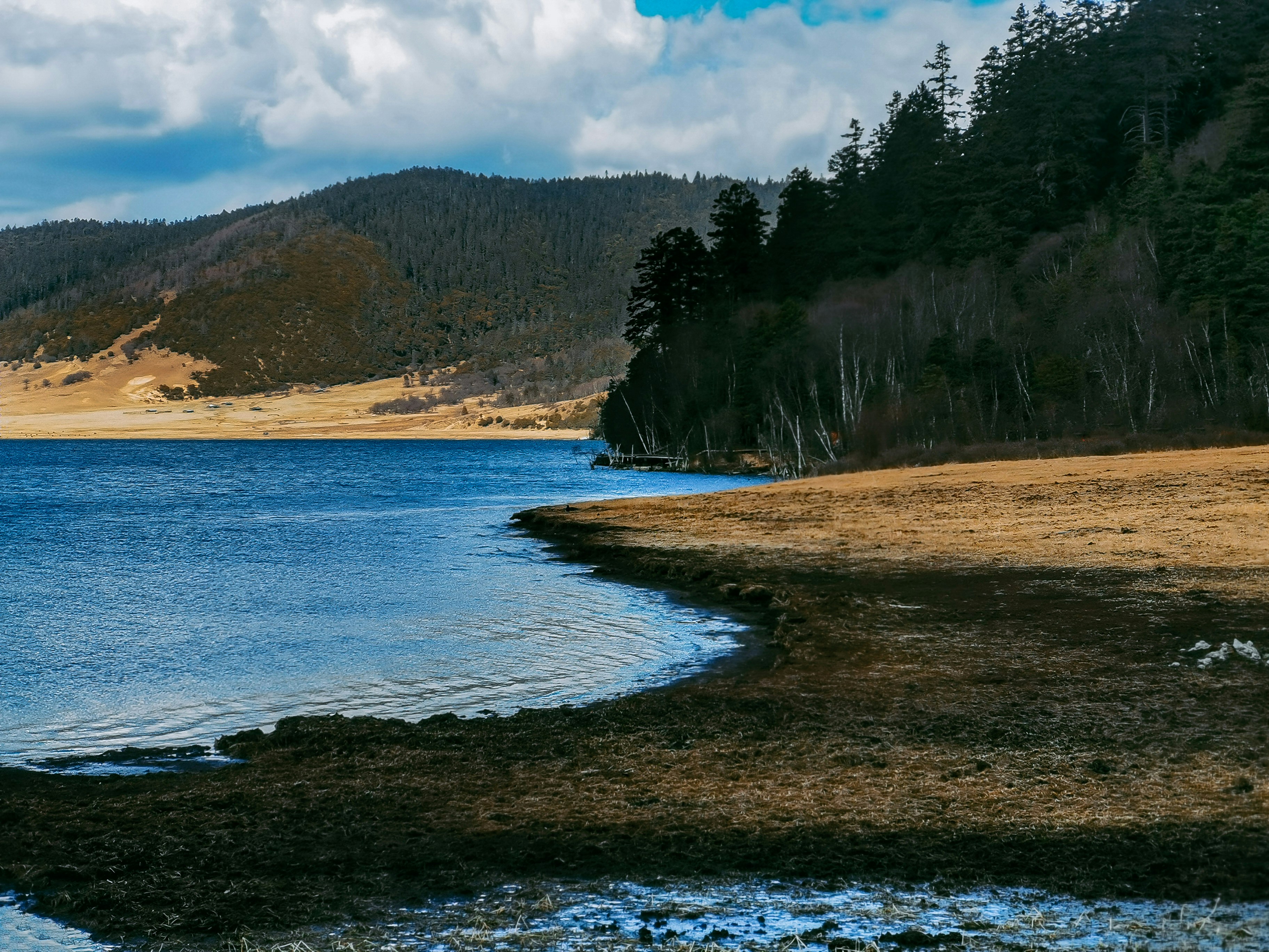 green trees near body of water during daytime