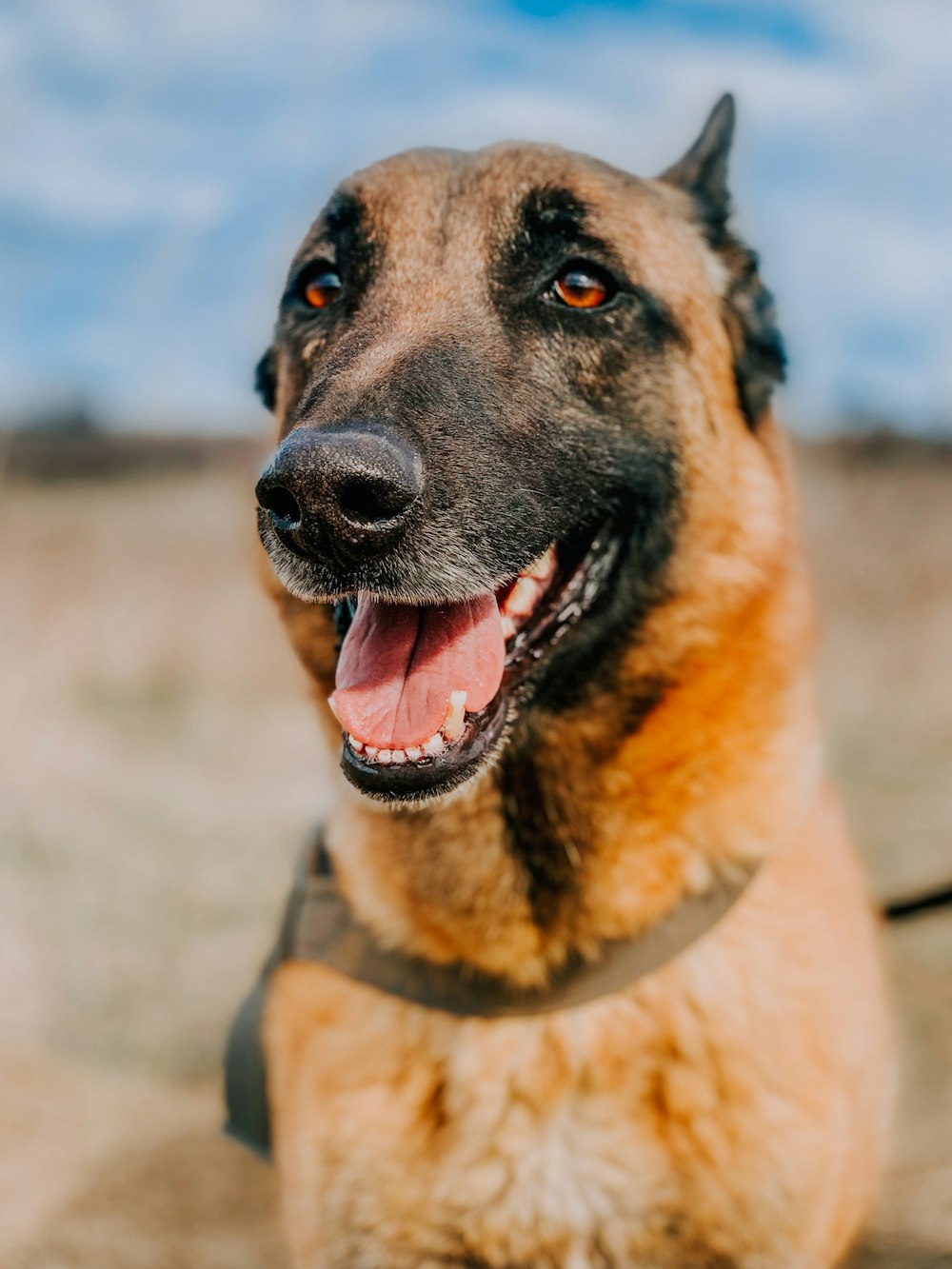 brown and black german shepherd