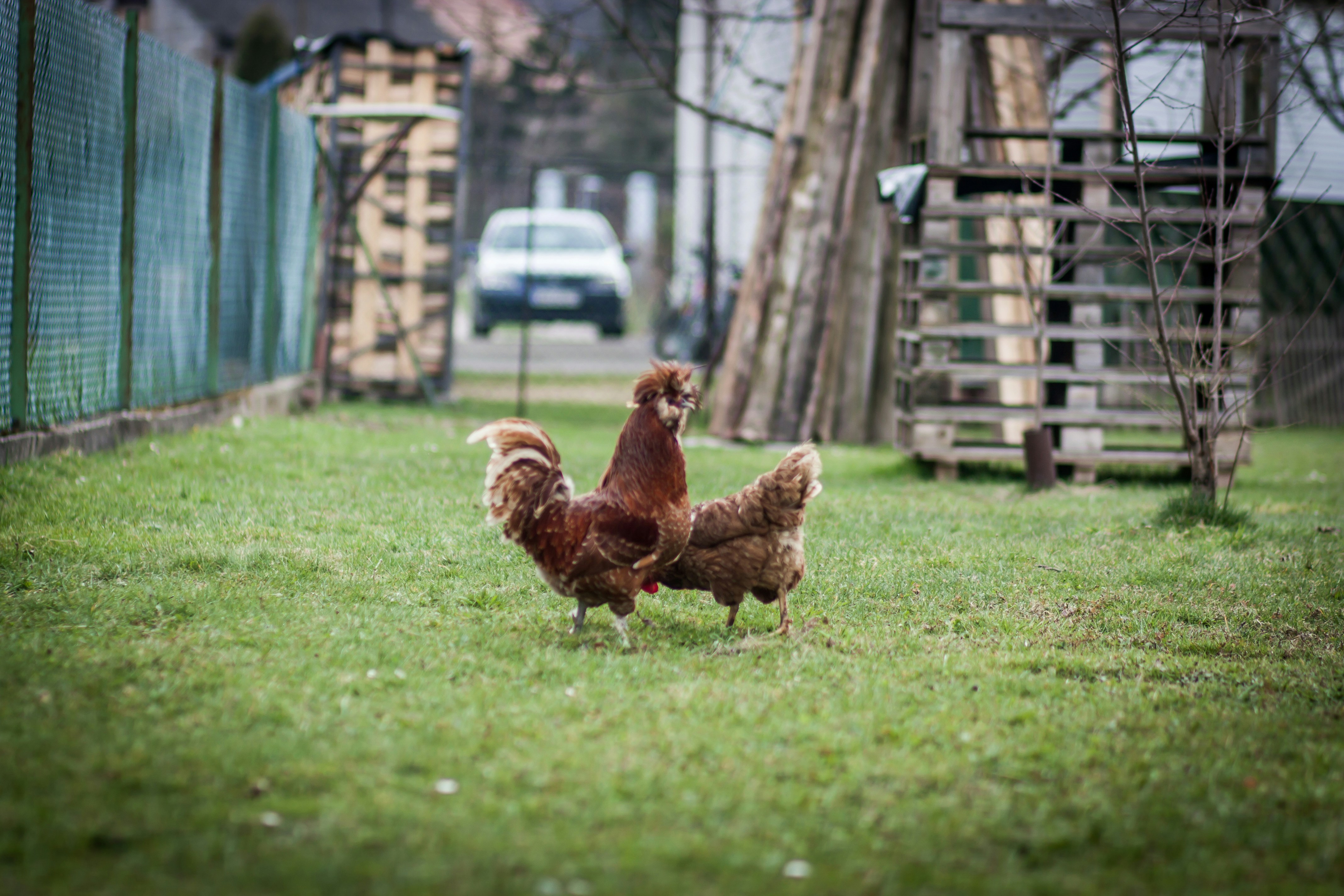 brown hen on green grass field during daytime