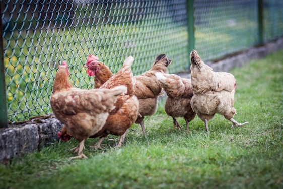 brown chicken on green grass field during daytime