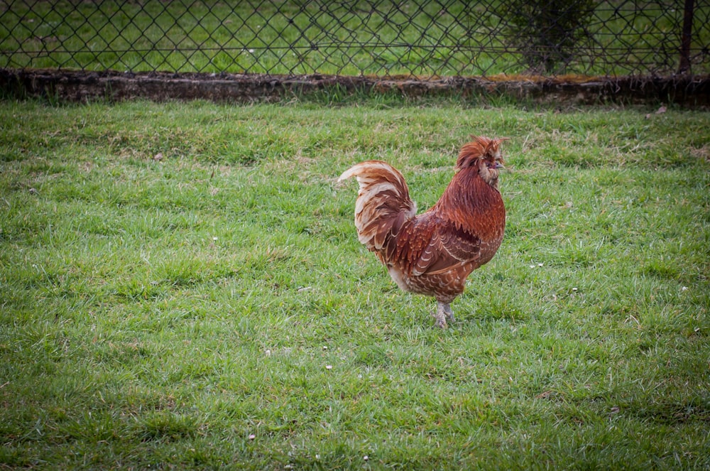 brown hen on green grass field during daytime