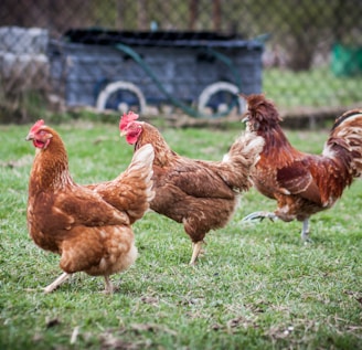 brown hen on green grass field during daytime