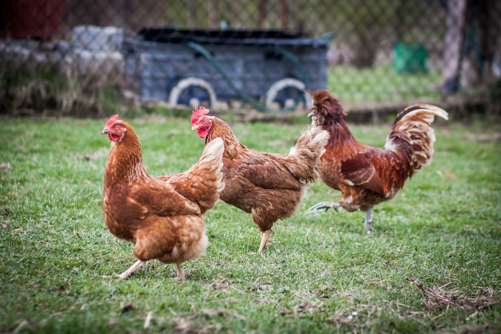 brown hen on green grass field during daytime