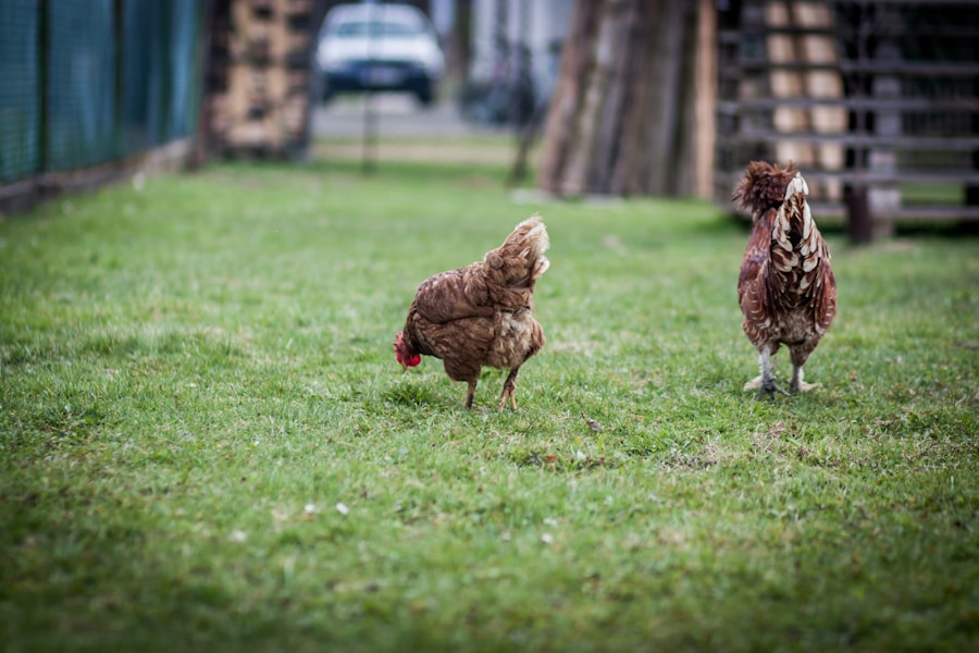 brown chicken on green grass field during daytime