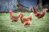 brown hen on green grass field