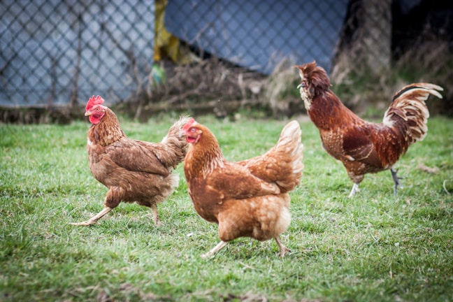 brown hen on green grass field