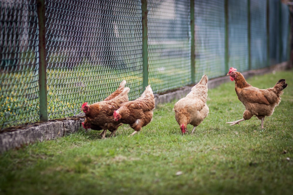 Braunes Huhn auf grünem Grasfeld tagsüber