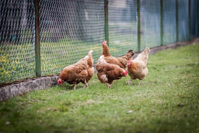 brown hen on green grass field during daytime