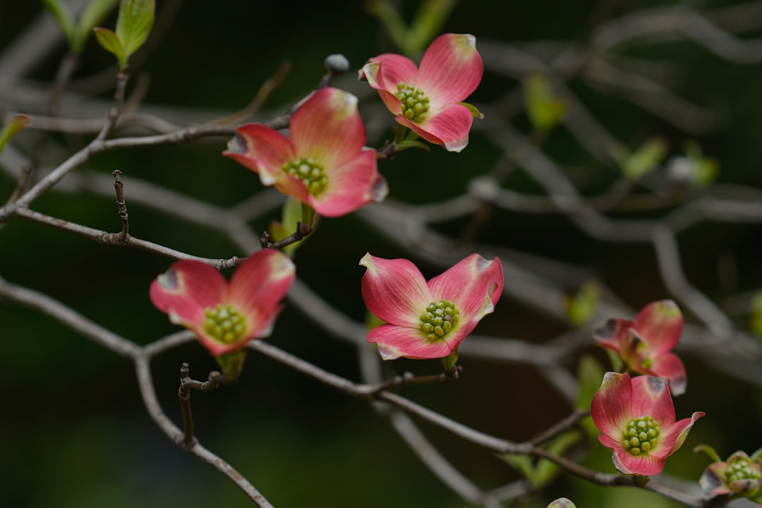 pink and white flower on brown tree branch