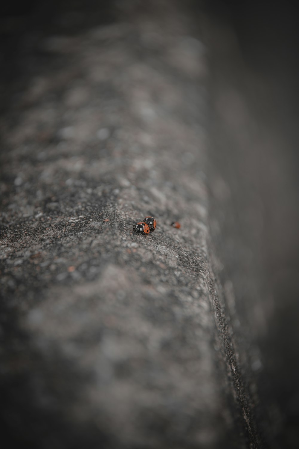red and black ladybug on brown and gray concrete pavement