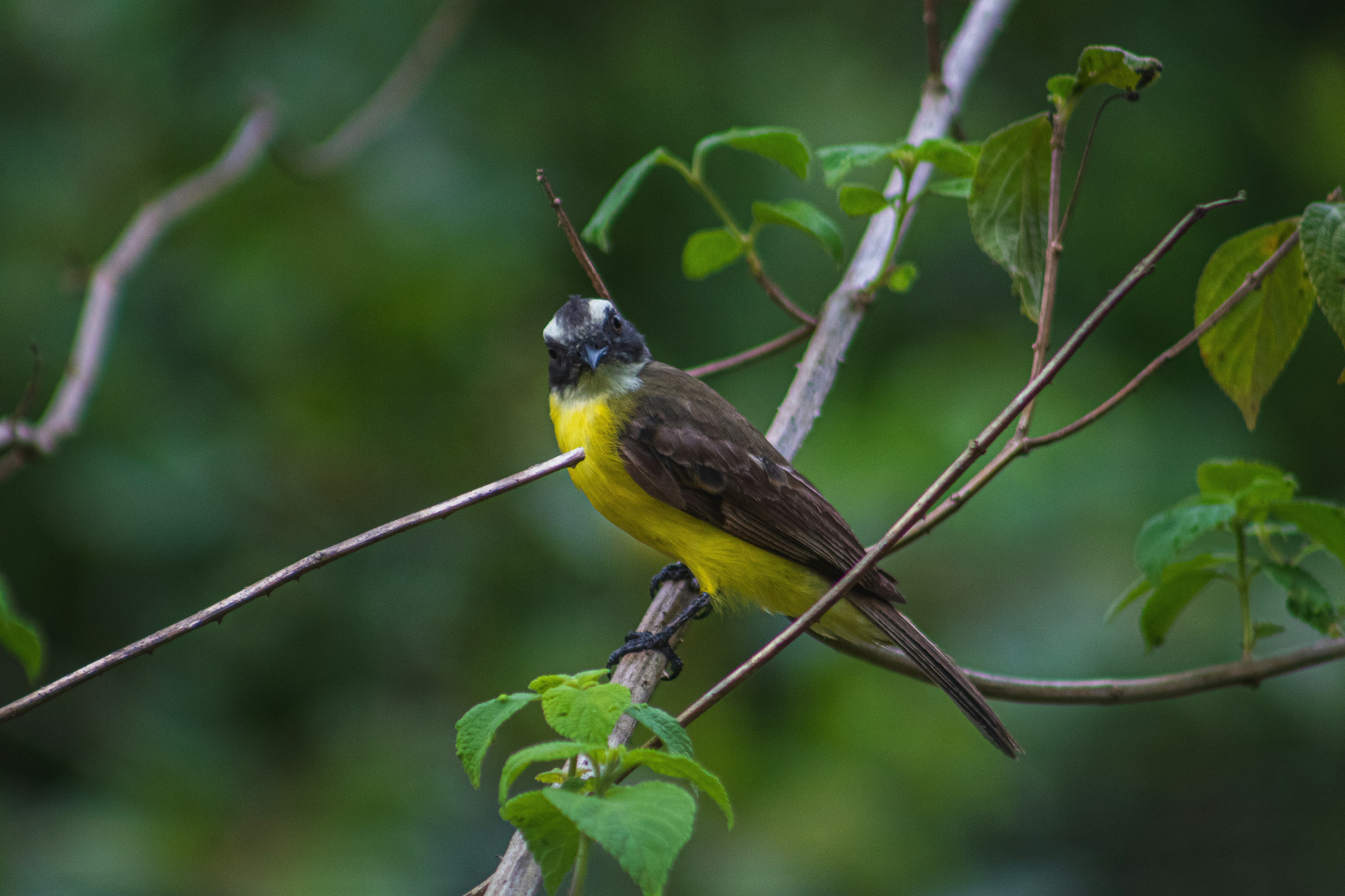 Photo by jonatasdamasceno