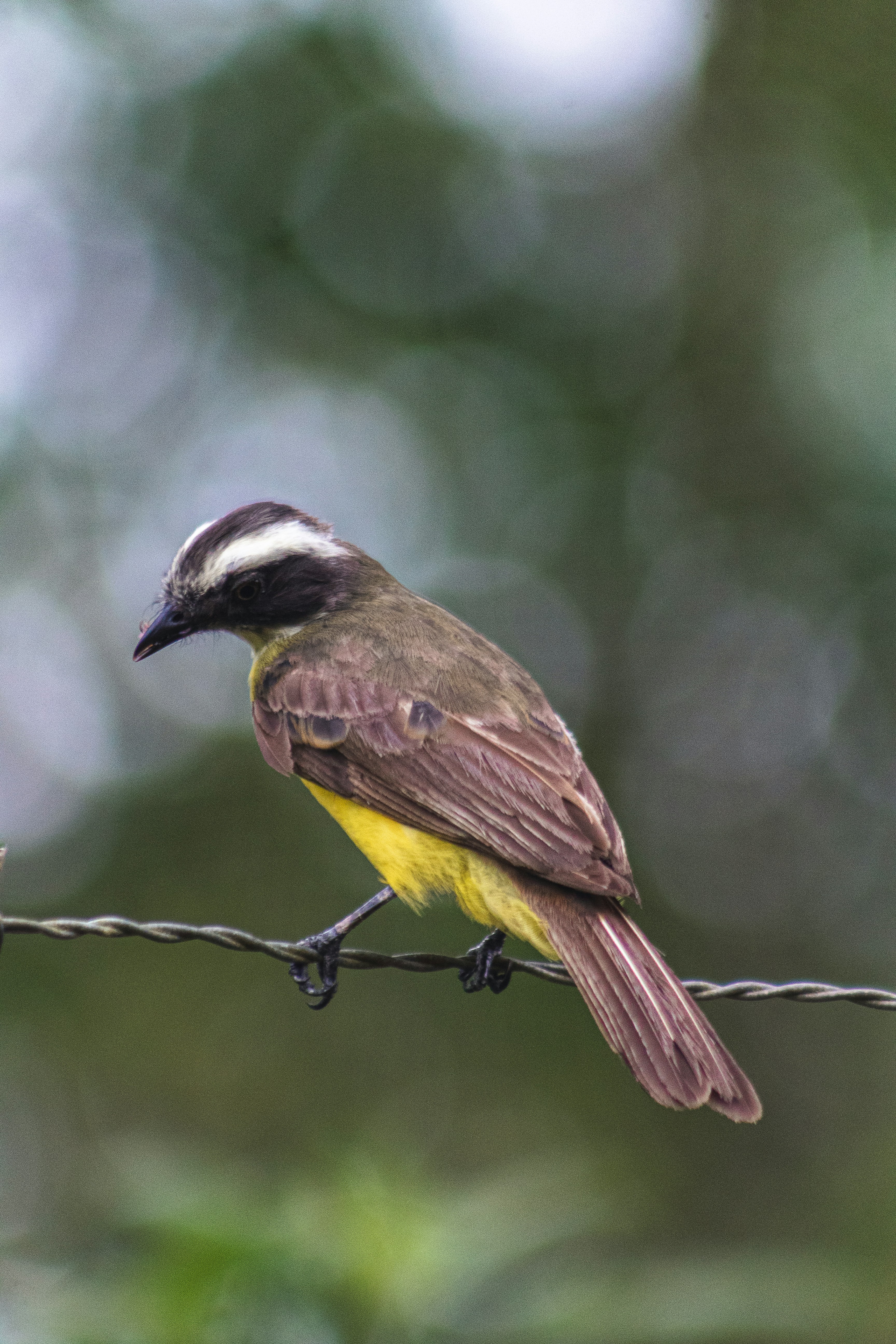 Photo by jonatasdamasceno