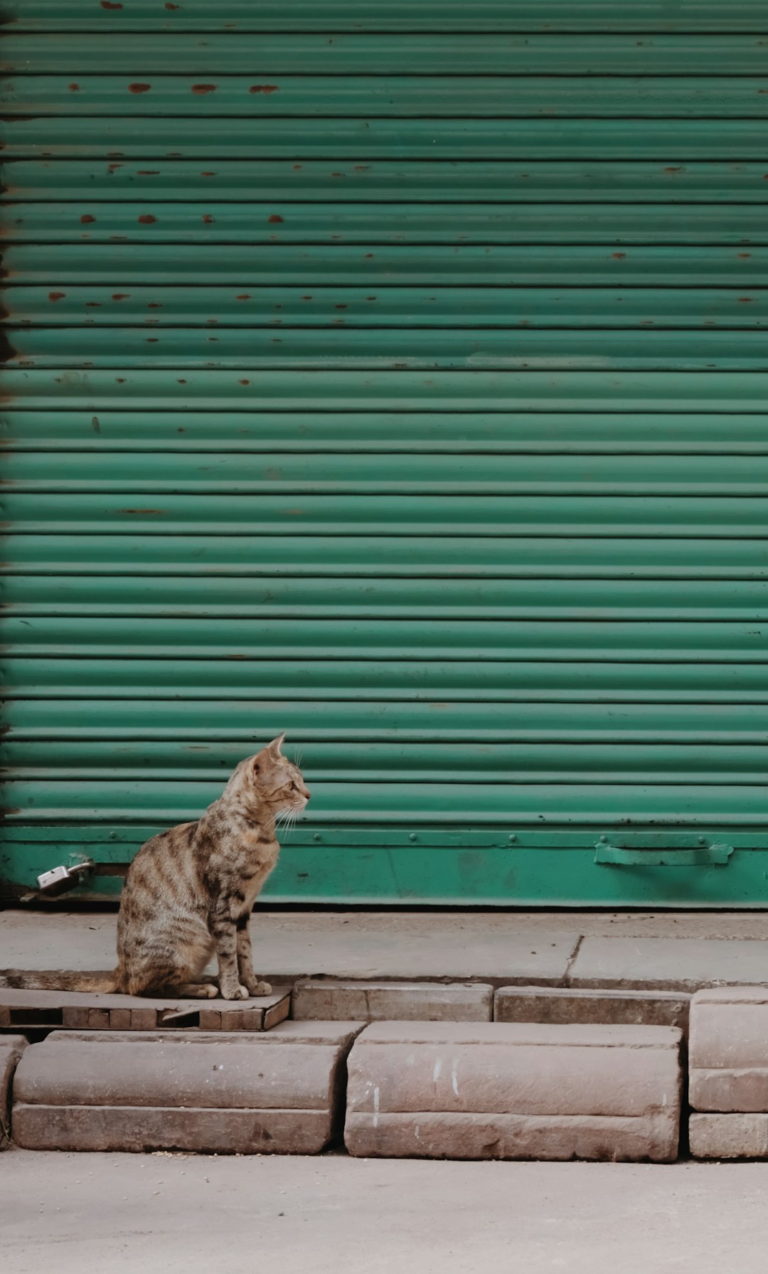 brown tabby cat sitting on gray concrete floor