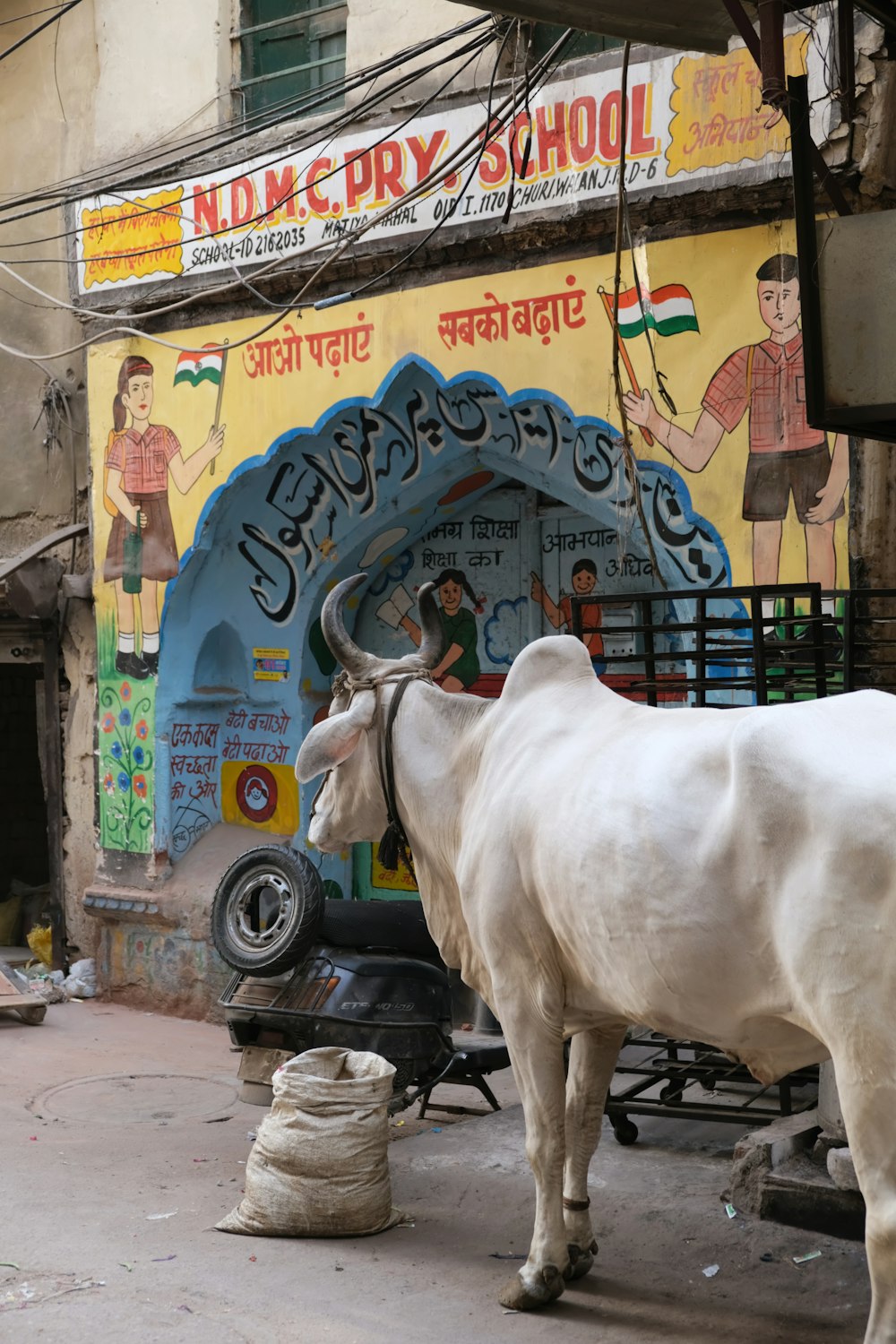 white cow on black truck