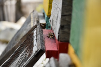 Several bees are gathered on the entrance of a colorful wooden beehive. The beehive has panels in yellow, blue, red, and green, creating a vibrant contrast with the grayish-brown wooden frames and mesh. The focus is on the bees, which are actively interacting, with a blurred background providing a sense of depth.
