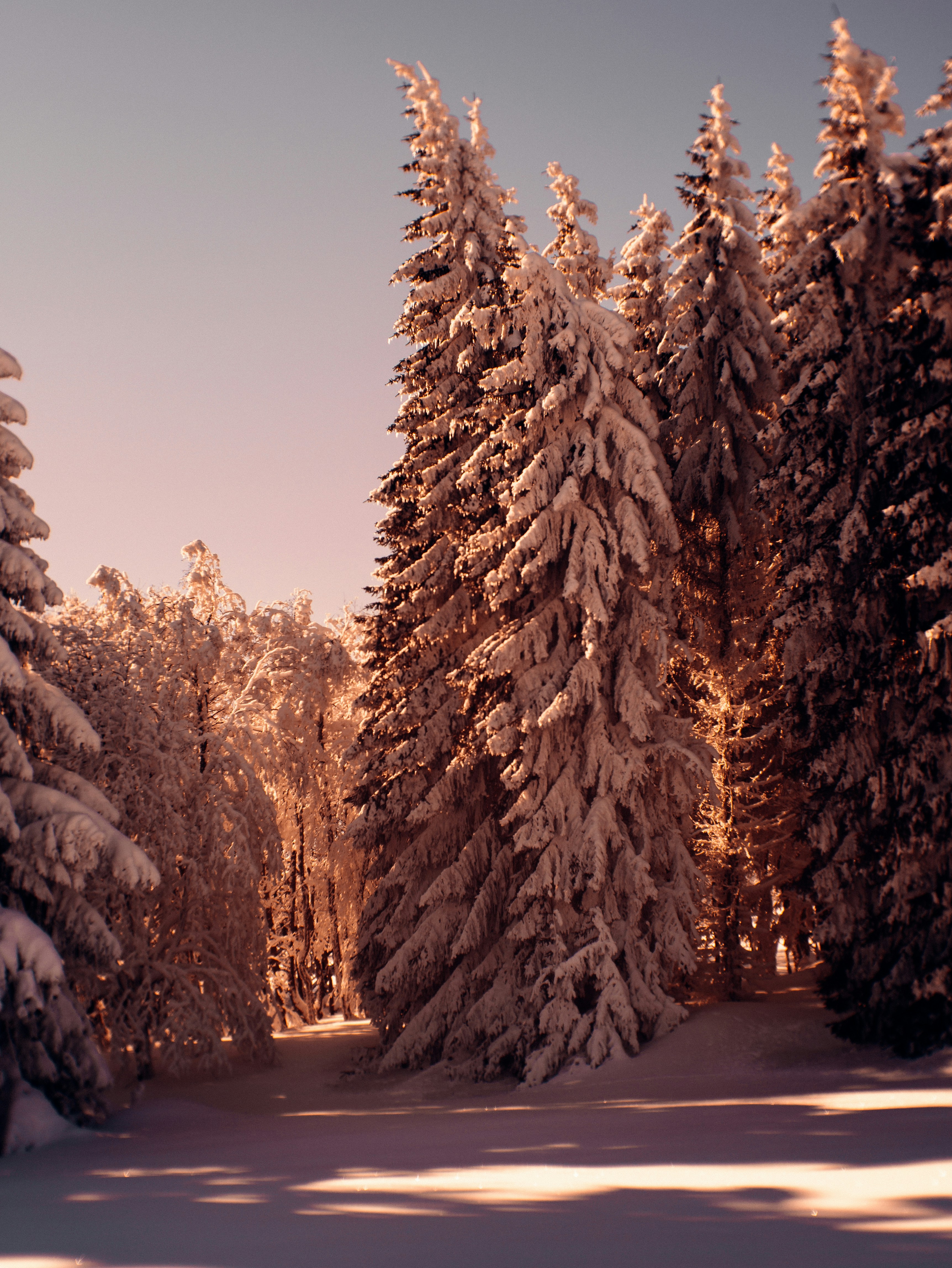snow covered trees during daytime