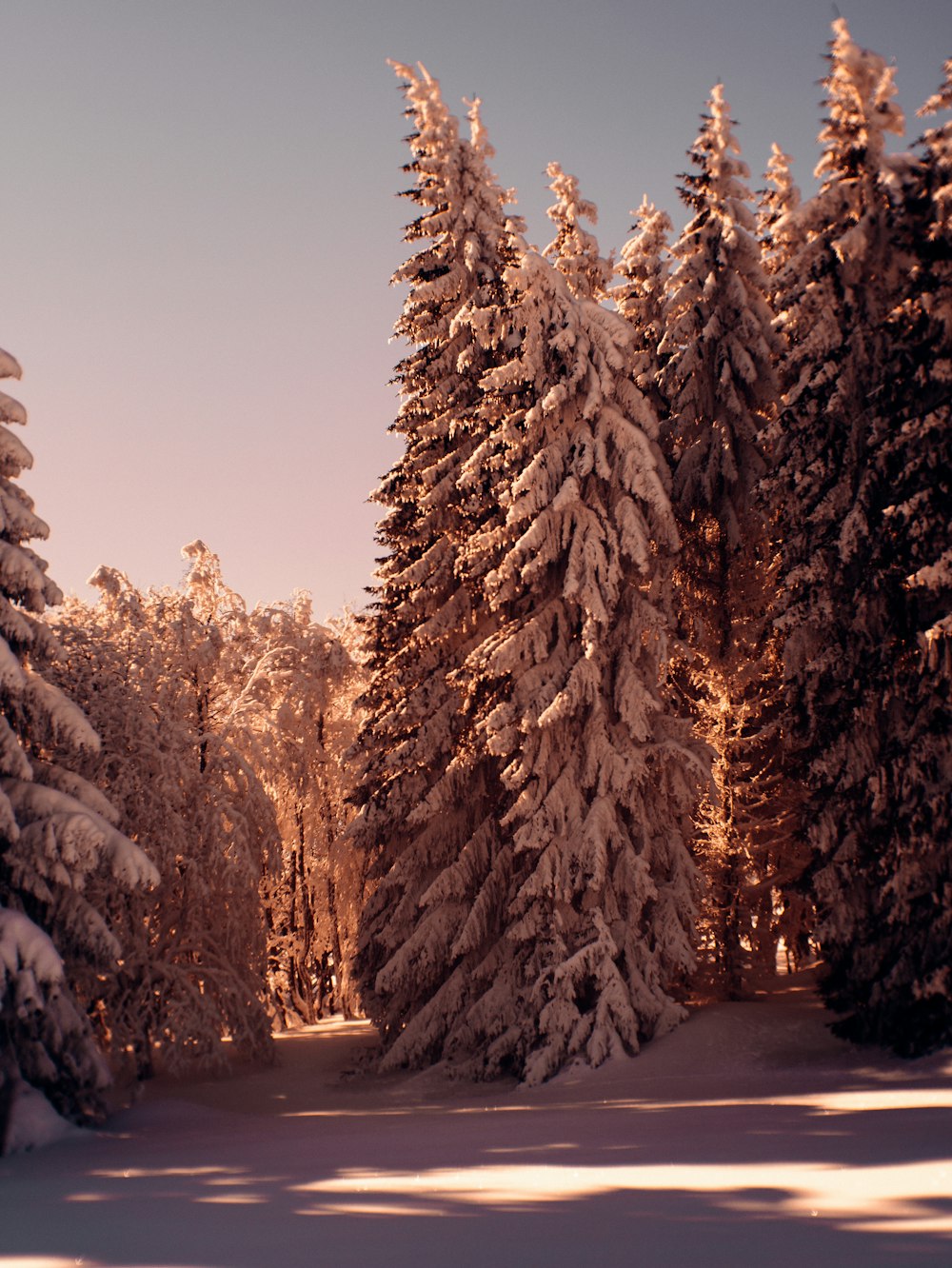 snow covered trees during daytime