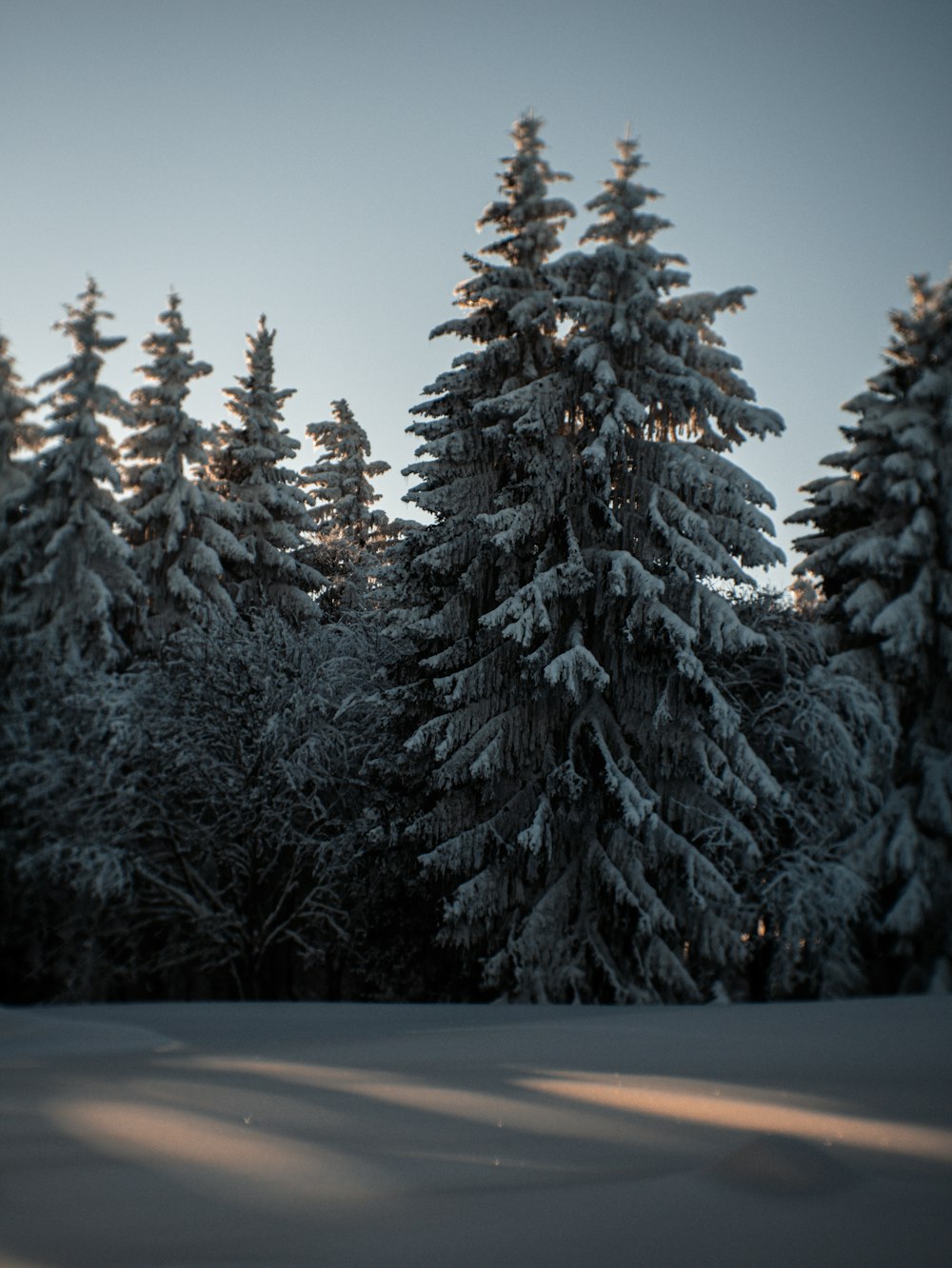 snow covered pine tree during daytime