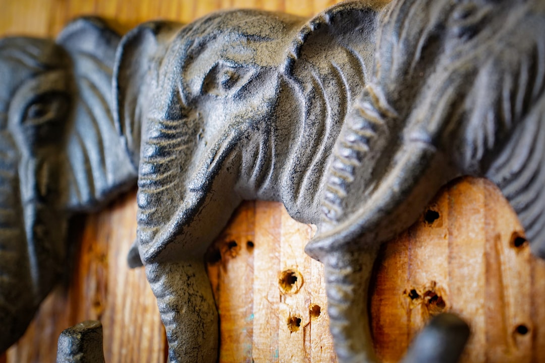 grey animal skull on brown wooden surface