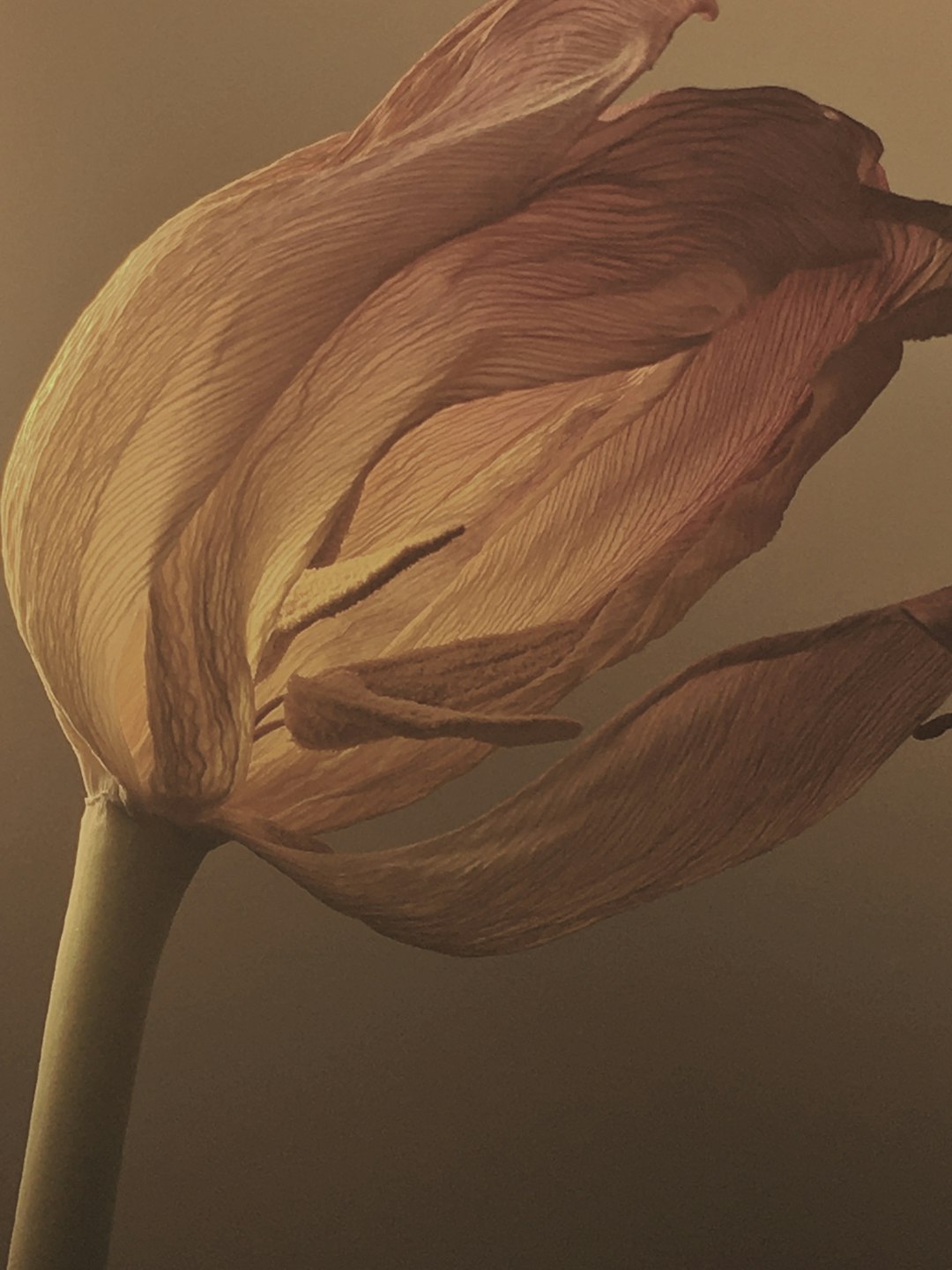 yellow tulip in bloom close up photo