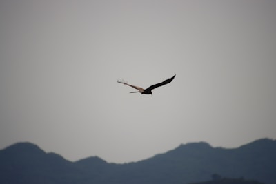 A solitary bird with outstretched wings soars gracefully through the sky, silhouetted against a backdrop of distant, softly contoured mountains. The simplicity of the scene coupled with the bird's elegance evokes a sense of freedom and tranquility.